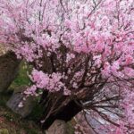 桜と道祖神