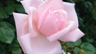 薄いピンクのバラ