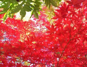 長野県小諸市の懐古園の紅葉