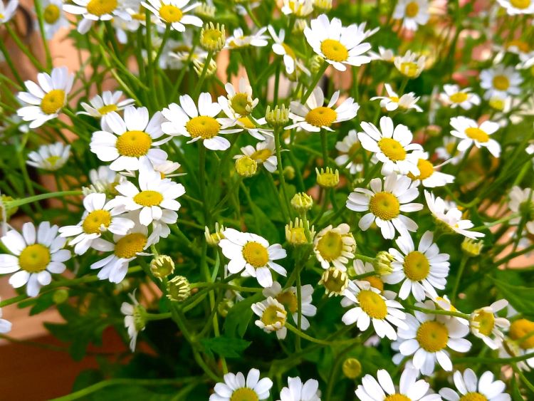 花屋の小さな白い花